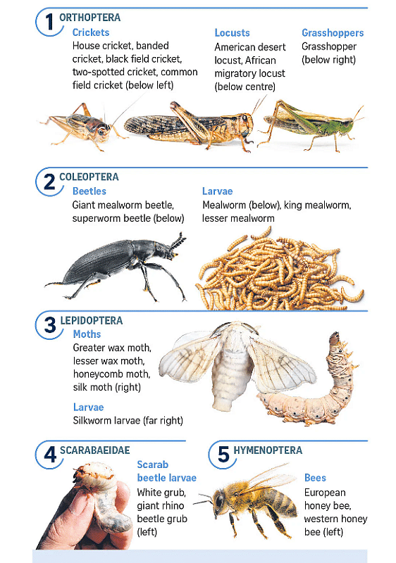 食品局批准了16种可食用的昆虫