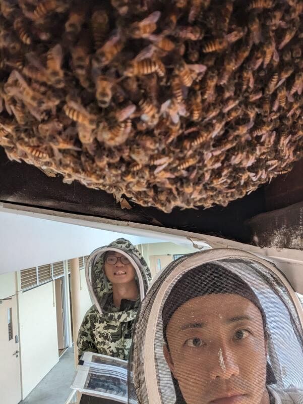 蜜蜂不是害虫，看到蜂窝应搬移养殖