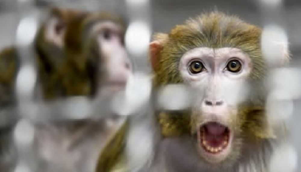 猴子将B病毒传染给人类