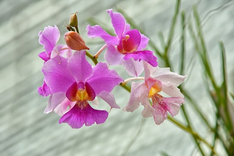 卓锦万代兰（Vanda Miss Joaquim）是新加坡国花