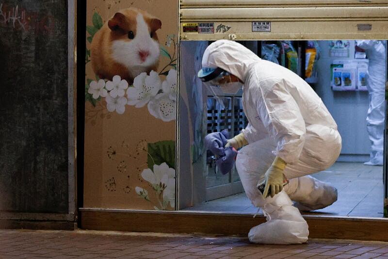 香港为了防控疫情，将2千只仓鼠人道处理。