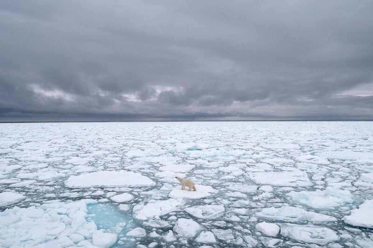 北极熊逐渐失去家园
