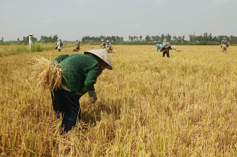 农夫种植稻米