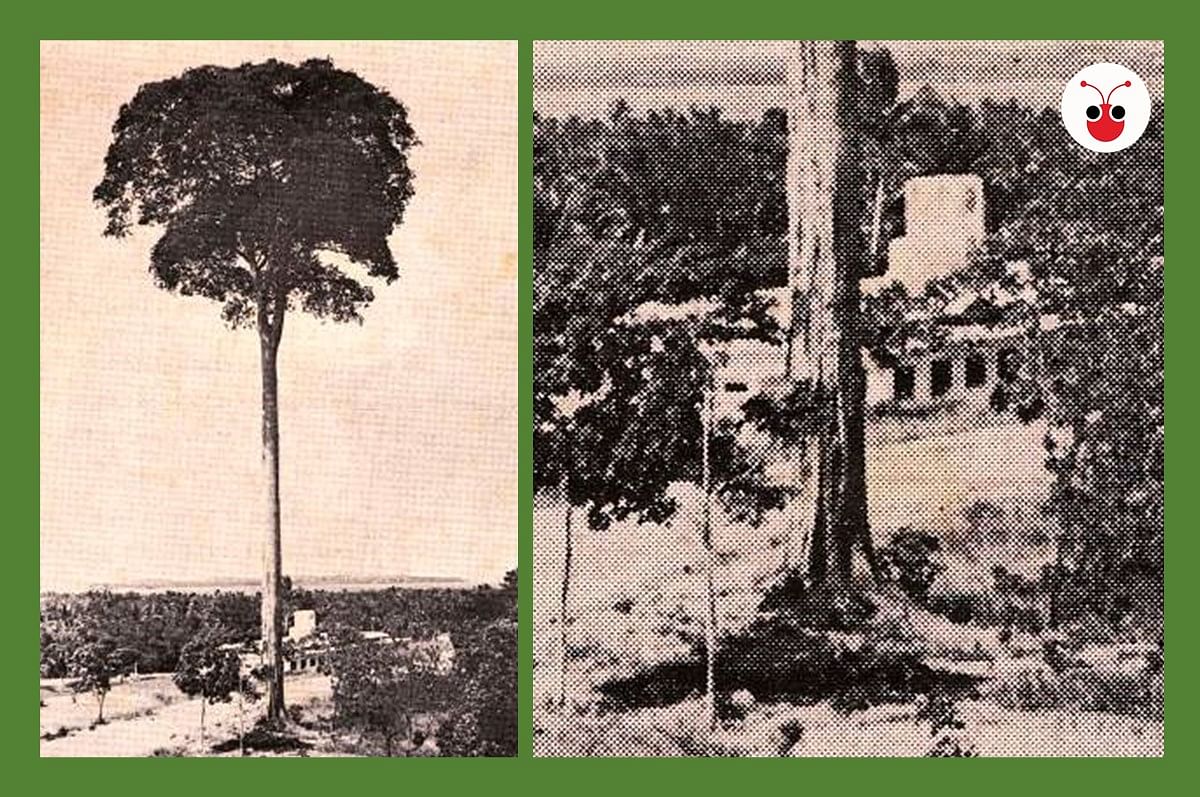 百年樟宜树