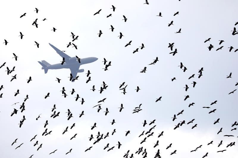 鸟儿撞飞机可能会引发严重事故