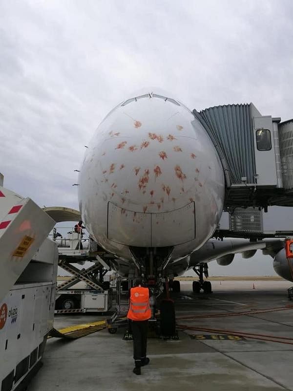 鸟儿撞飞机可能会引发严重事故