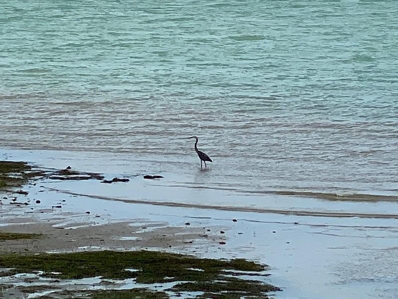 经常在海边出没的白腹海雕和岩鹭