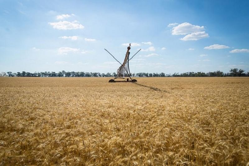 AusWheat