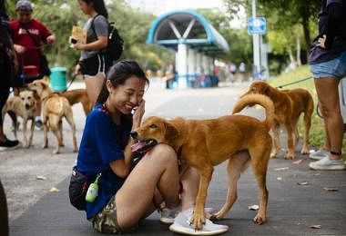 狗,流浪狗,收养,退役警犬,