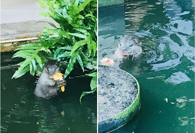 水獭, otters