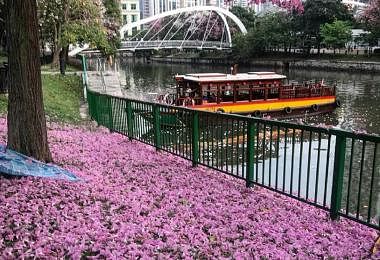 Tabebuia Rosea at Robertson Quay