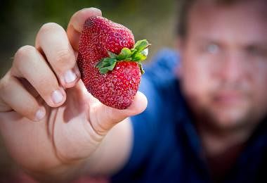 澳洲草莓出现恶意藏针事件。