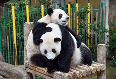 大熊猫暖暖（左）和母亲（右）靓靓