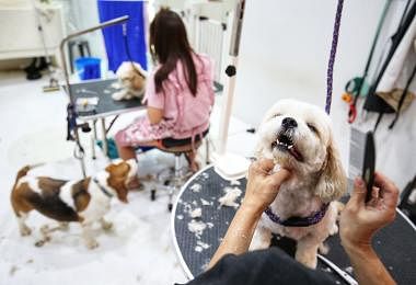 宠物美容院正在为狗狗修建毛发。（联合早报）