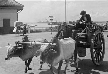 载货载人的牛车。（Harrison Forman摄）