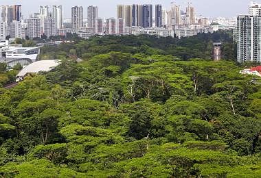 绿色新加坡