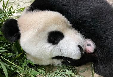 小熊猫