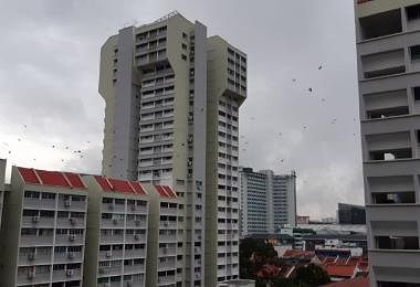 新加坡组屋普遍都有鸟患问题