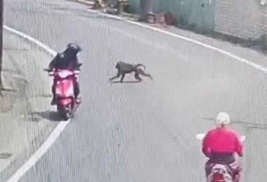 狒狒在台湾大逃亡