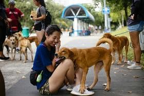 狗,流浪狗,收养,退役警犬,