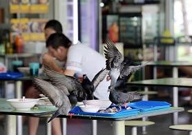 Hawker Centres plagued by Hygiene Issues