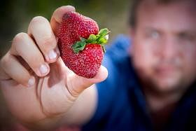 澳洲草莓出现恶意藏针事件。