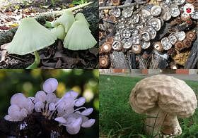 新加坡的野生菇