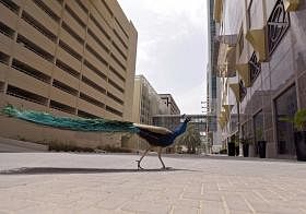 dubai peacock