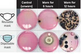 据微生物学家所述，所有口罩内的温湿环境往往有利于微生物的滋生。（海峡时报）