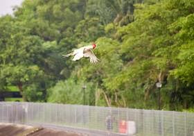 巴西立出现“飞鸡”