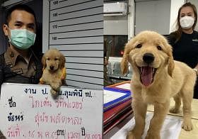 在曼谷走失的黄金猎犬