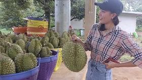泰国农民纷纷改种榴梿抢占中国市场　但未必稳赚不赔