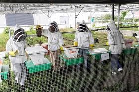 蜜蜂不是害虫，看到蜂窝应搬移养殖
