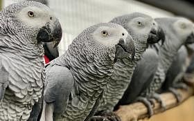 鹦鹉爱骂脏话　英国野生动物园打算教它们“重新做鸟”