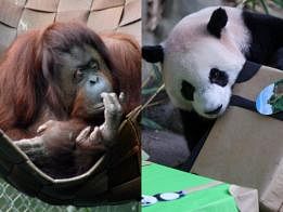 网民：红毛猩猩有比熊猫萌吗？